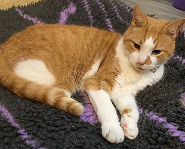 Ginger and white cat